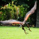 Daydreaming of Scotland LXIX: Hawk