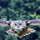 Daydreaming of Scotland LXX: Owl