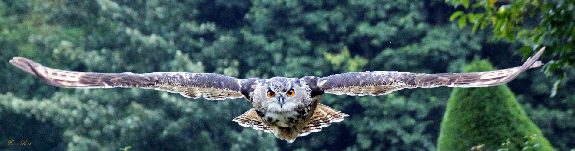 Daydreaming of Scotland LXX: Owl