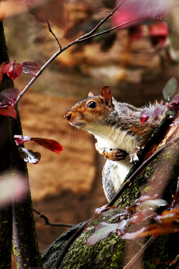 Daydreaming of Scotland LXXVI: Squirrel