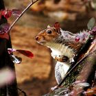 Daydreaming of Scotland LXXVI: Squirrel