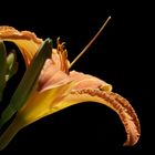 Daylily