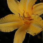 Daylily