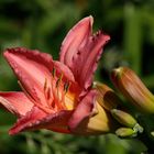 Daylily