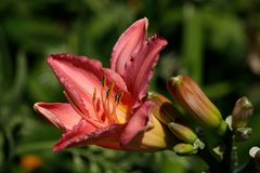 Daylily