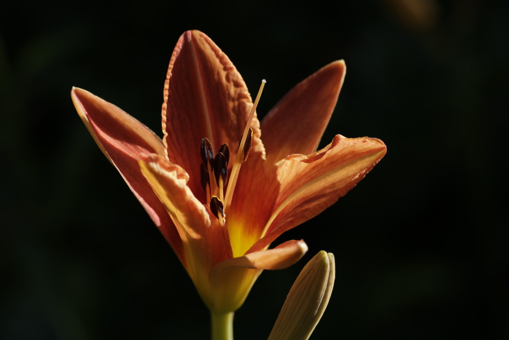 Daylily