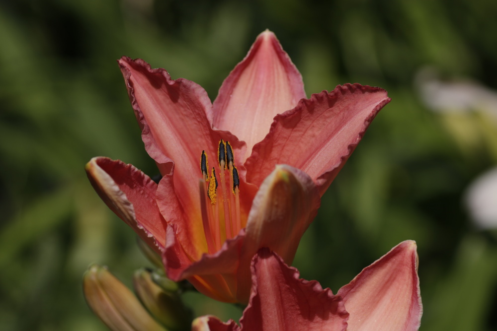 Daylily