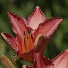 Daylily