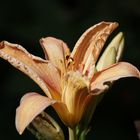 Daylily