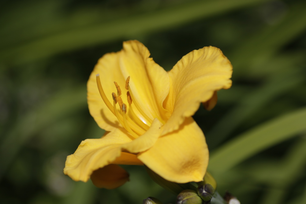 Daylily