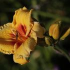 Daylily (Hemerocallis)