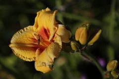 Daylily (Hemerocallis)