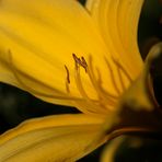 Daylily (Hemerocallis)