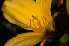 Daylily (Hemerocallis)