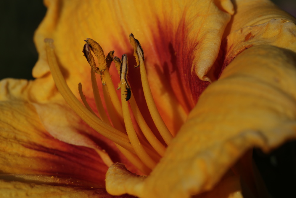 Daylily (Hemerocallis)