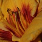 Daylily (Hemerocallis)