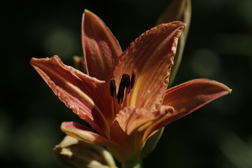 Daylily (Hemerocallis)