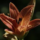 Daylily (Hemerocallis)