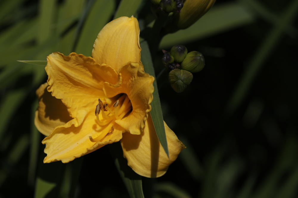 Daylily (Hemerocallis)