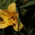 Daylily (Hemerocallis)