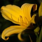 Daylily (Hemerocallis)