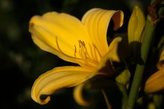 Daylily (Hemerocallis)