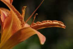 Daylily (Hemerocallis)