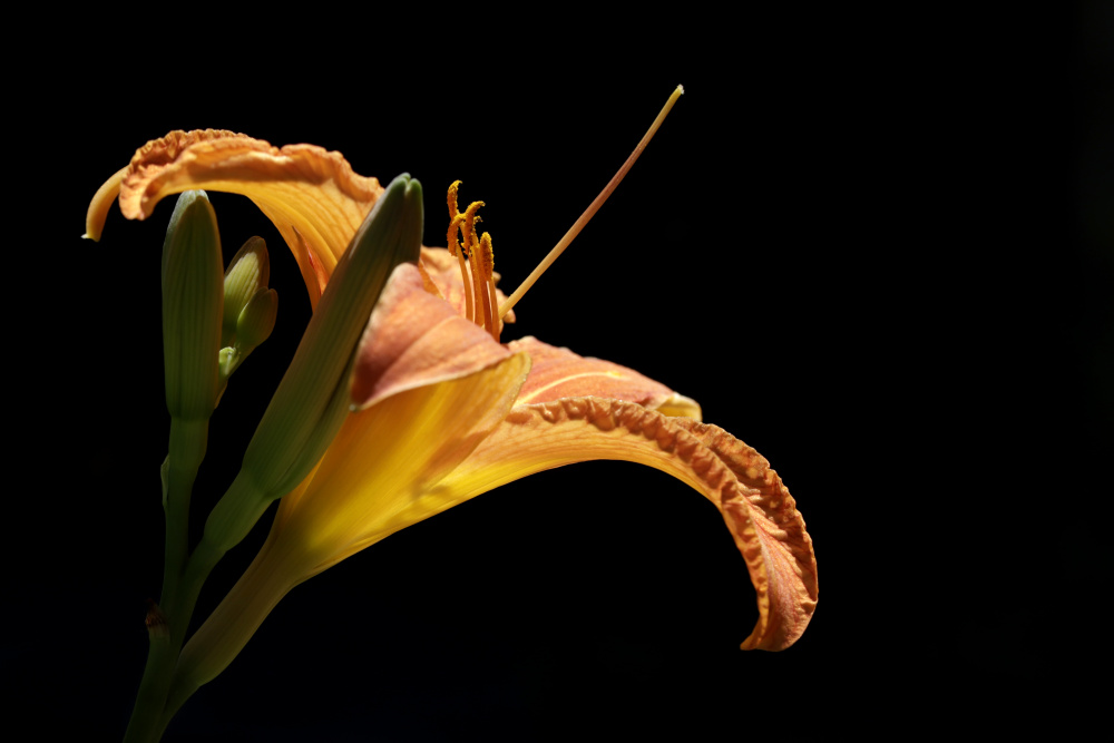 Daylily (Hemerocallis)