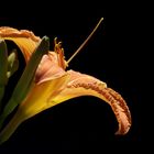 Daylily (Hemerocallis)