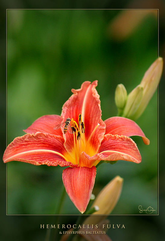 Daylily love