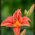 Daylily love