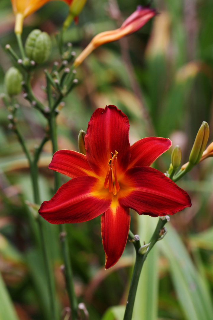 Daylily - Taglilie (Hemerocallis fulva)