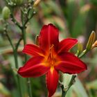 Daylily - Taglilie (Hemerocallis fulva)