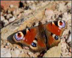 Daypeacockseyebutterfly