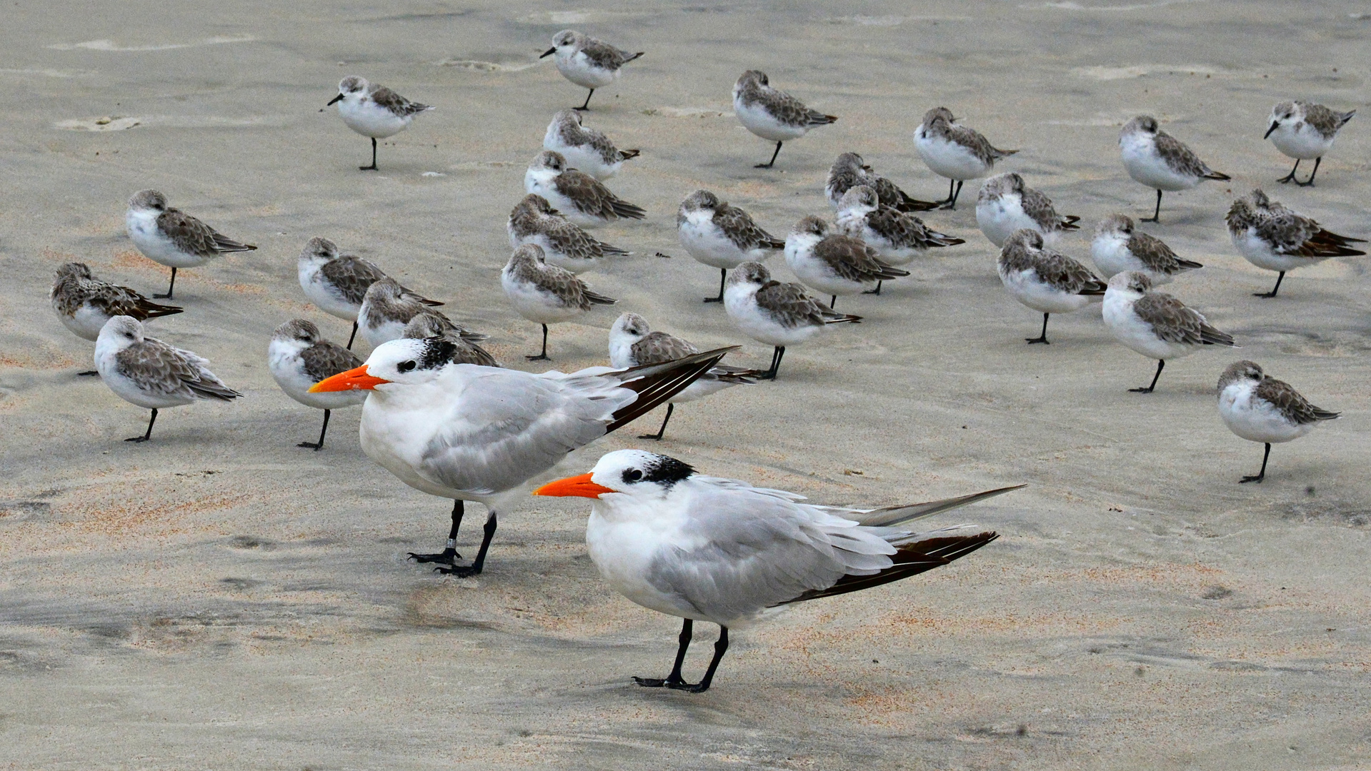 Daytona Beach