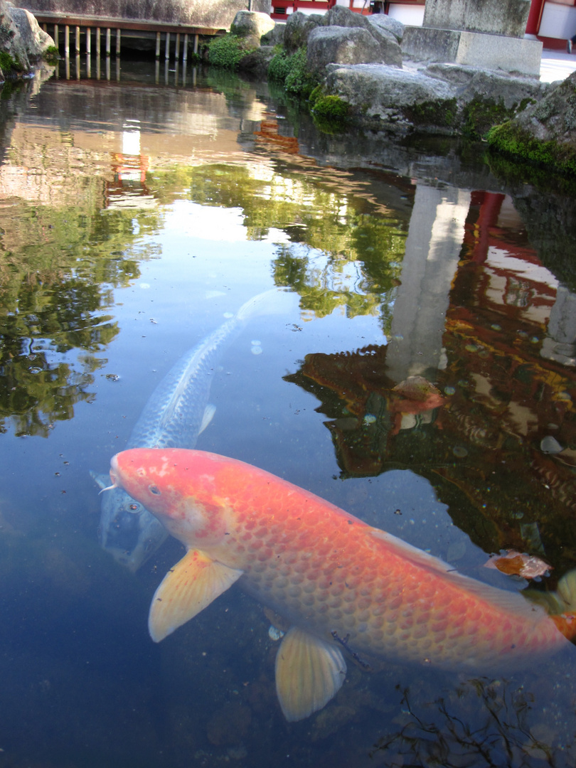 Dazaifu Koi