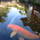 Dazaifu Koi