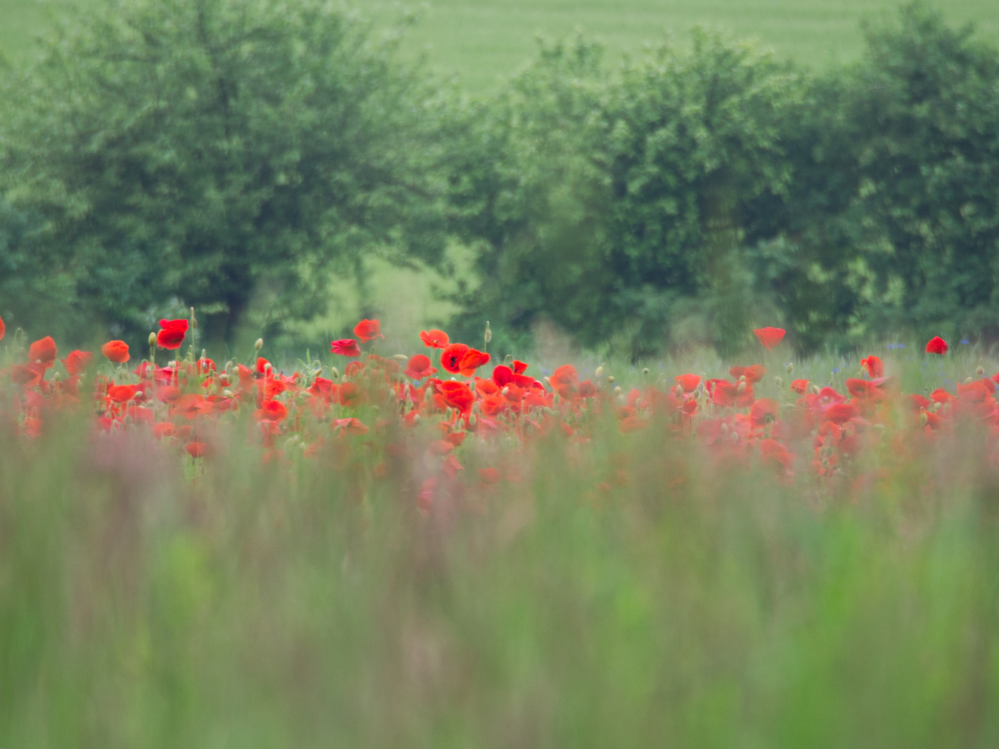 dazwischen rot