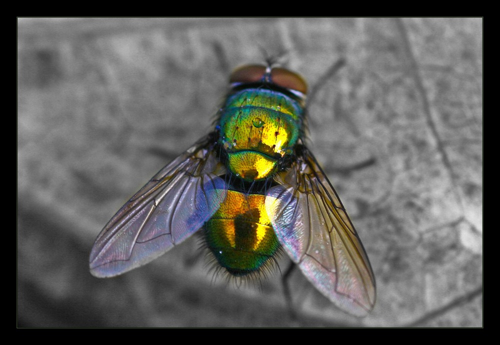 Dazzling Fly