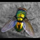 Dazzling Fly