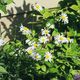 Frhlingsblumen in einem Bauerngarten