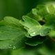 Regen im Garten II