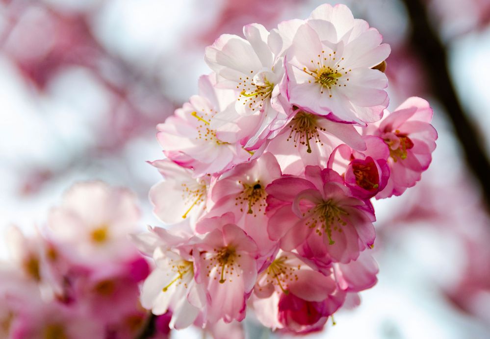 Japanische Kirschblüten von hpkaeser