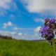 Phacelia solum