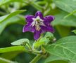 Capsicum pubescens Chili Flower by Joe Thomissen