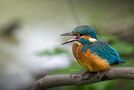 Eisvogels, der wenige Tage alt ist von Helmut Meiners