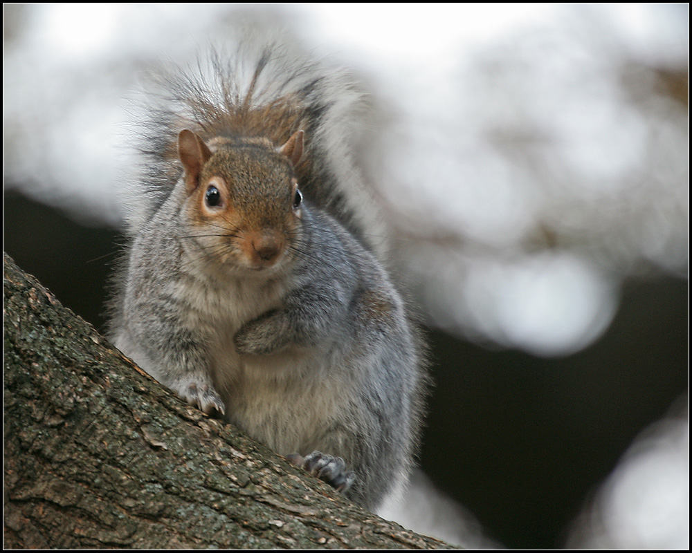 D.C. Squirrel