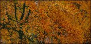 COULEURS D'AUTOMNE IMPRESSIONNISME ORIGINAL JPEG by crobs