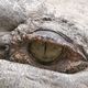 crocodile eye