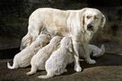 Tendresse d'une Maman. de Francis Vanderveken 